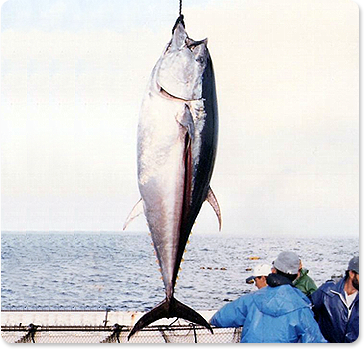 blufin_tuna01