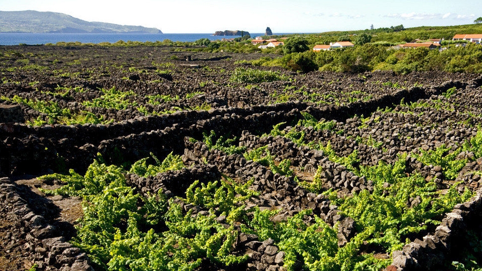 vinhos_azores3