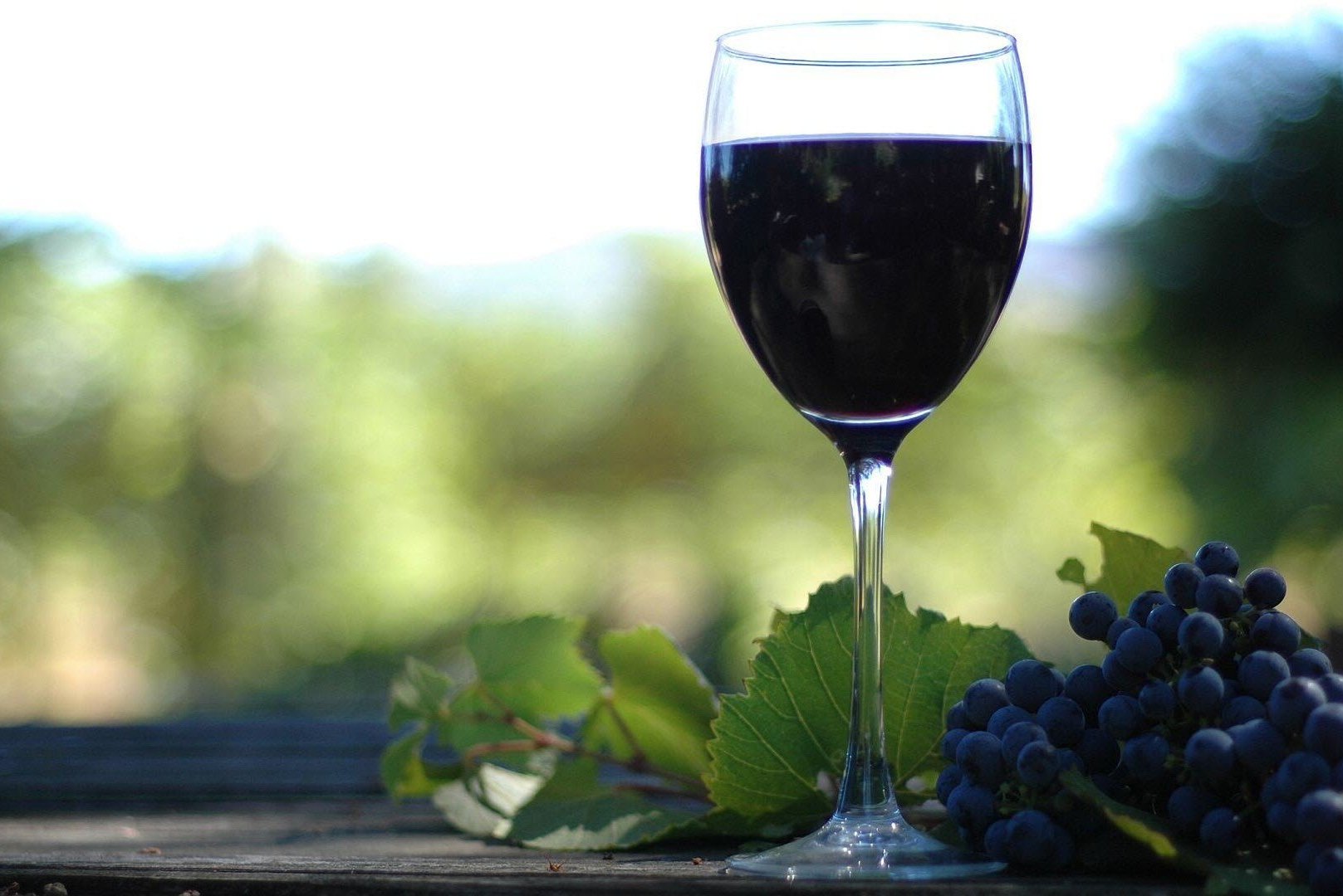 vinho-uvas-wallpaper1[1]