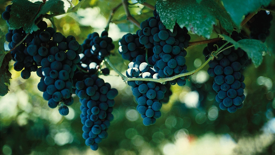uvas_portugal
